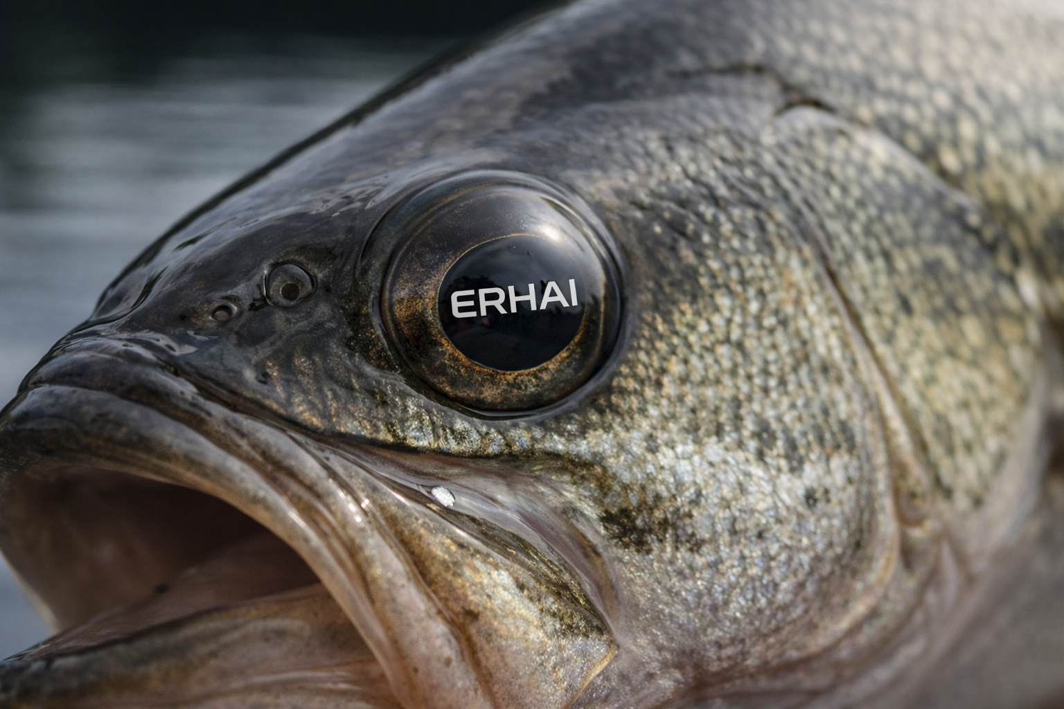 How Bass Detect a Bait Underwater
